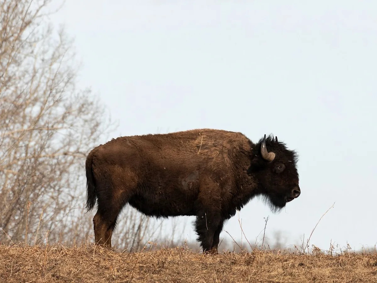 Bison chosen as Edmonton's critter of the year, you can choose the art