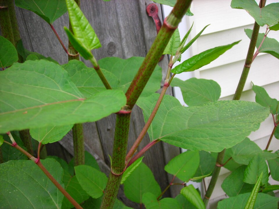 https://upload.wikimedia.org/wikipedia/commons/thumb/b/bf/Knotweed.jpg/960px-Knotweed.jpg?_=20120813205918