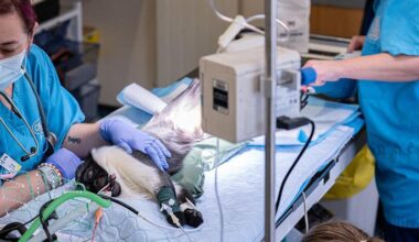 Monkey can hold its baby thanks to pioneering op