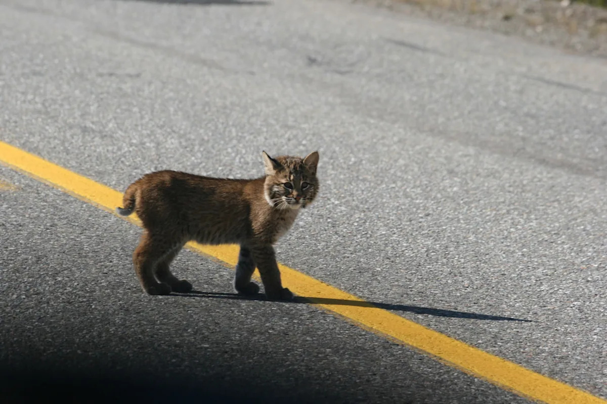 Bobcat encounter shocks Nova Scotian man