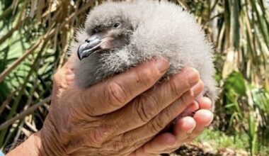 Endangered Cahow, One of the Rarest Seabirds in the World, Hatched on Nonsuch Island in Bermuda