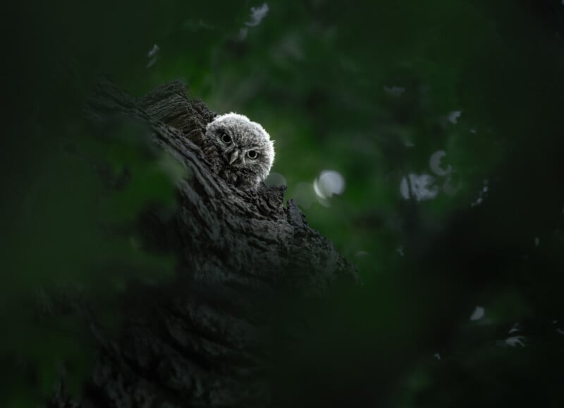 A young owl with fluffy feathers peers out from behind the trunk of a tree, surrounded by dark, blurred green leaves, creating a mysterious and hidden atmosphere.
