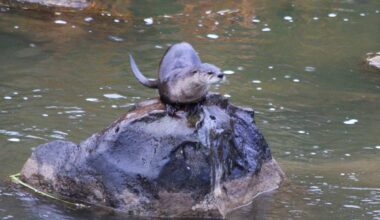 Great Lakes Otters Are a Conservation Success Story with Populations Flourishing in US and Ontario
