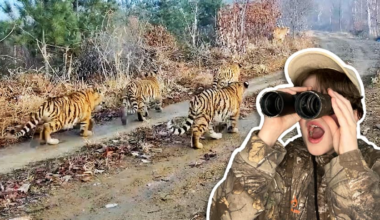 In the background are a group of small tigers walking away. In the foreground is a teen boy with a surprised facial expression while looking into binoculars.