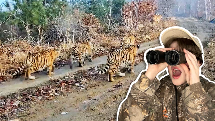In the background are a group of small tigers walking away. In the foreground is a teen boy with a surprised facial expression while looking into binoculars.
