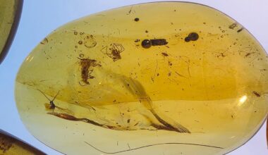 Rare Fossils in Amber Raise Questions About Secret Lives of Cretaceous Insects