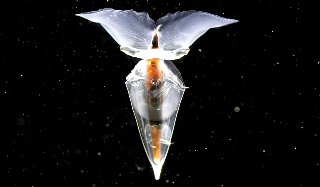 New Life Forms Beneath the Denman Glacier