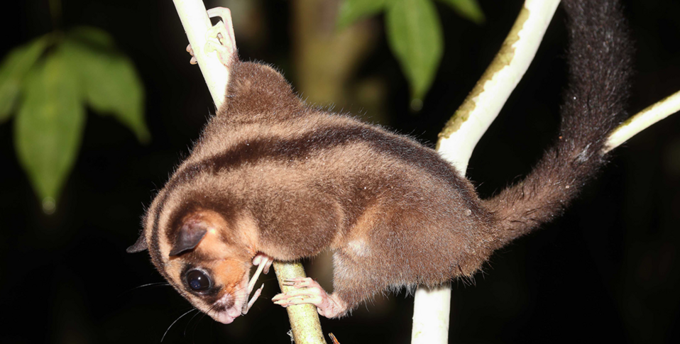 Two marsupials thought extinct for 6,000 years found alive in Indonesian Papua