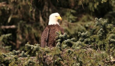 bald eagles spotted more often in mississauga and toronto.