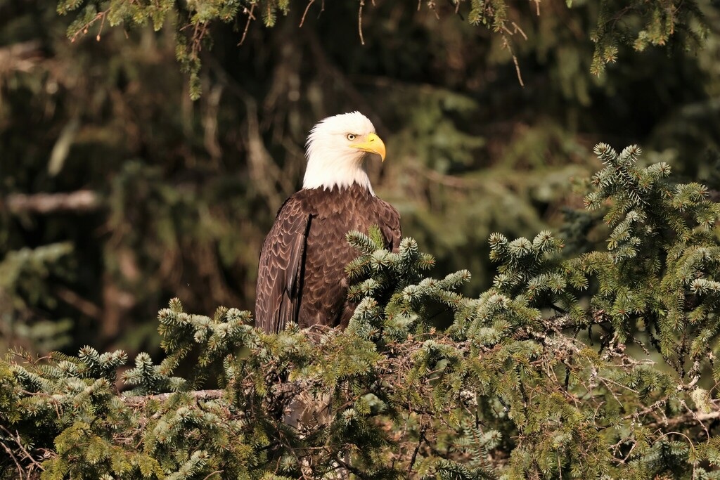 bald eagles spotted more often in mississauga and toronto.