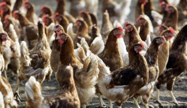 Europe sees decline in bird flu case detections, report finds - National
