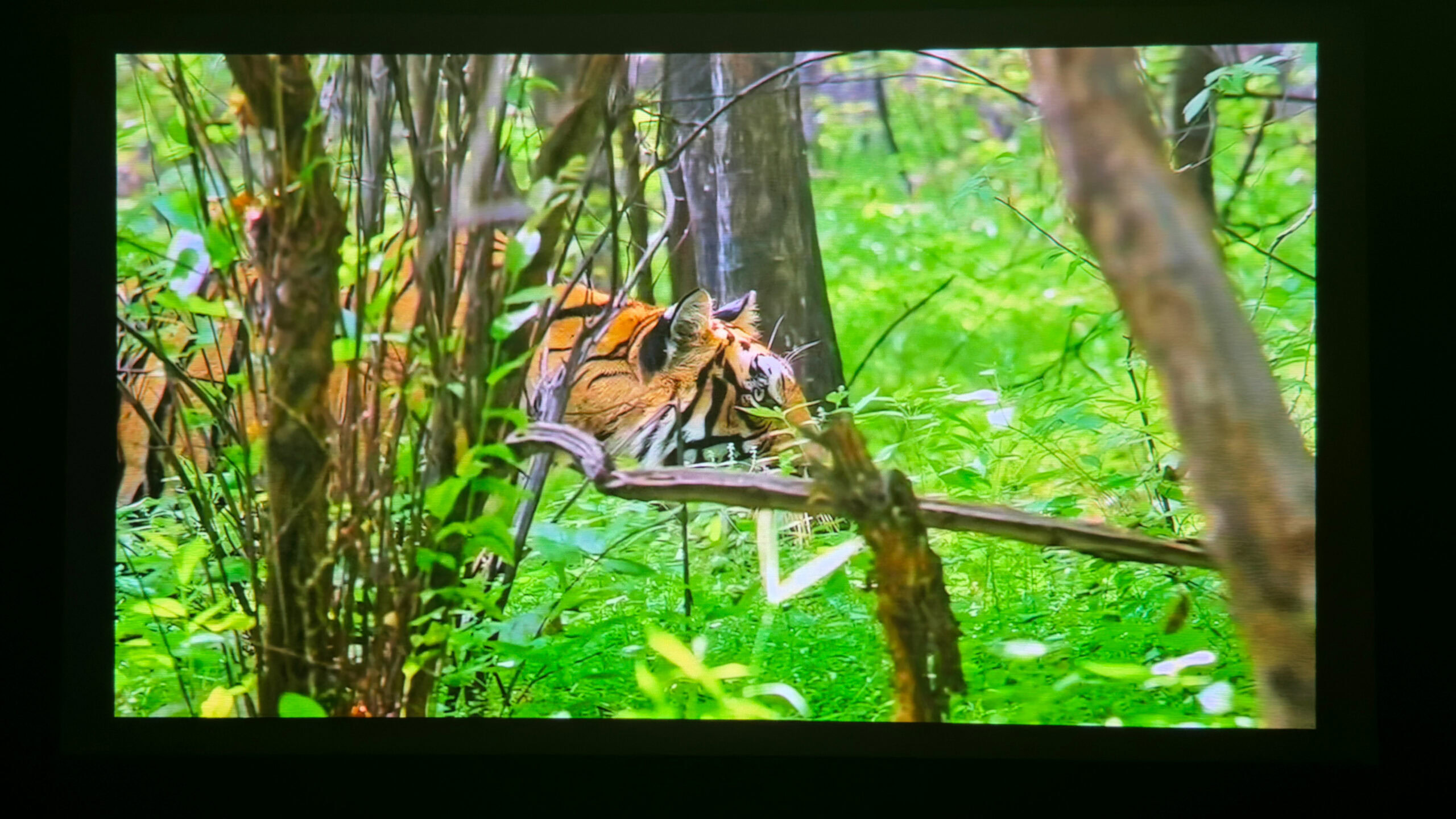 BenQ GV32 Animal Documentary BenQ GV32 Animal Documentary