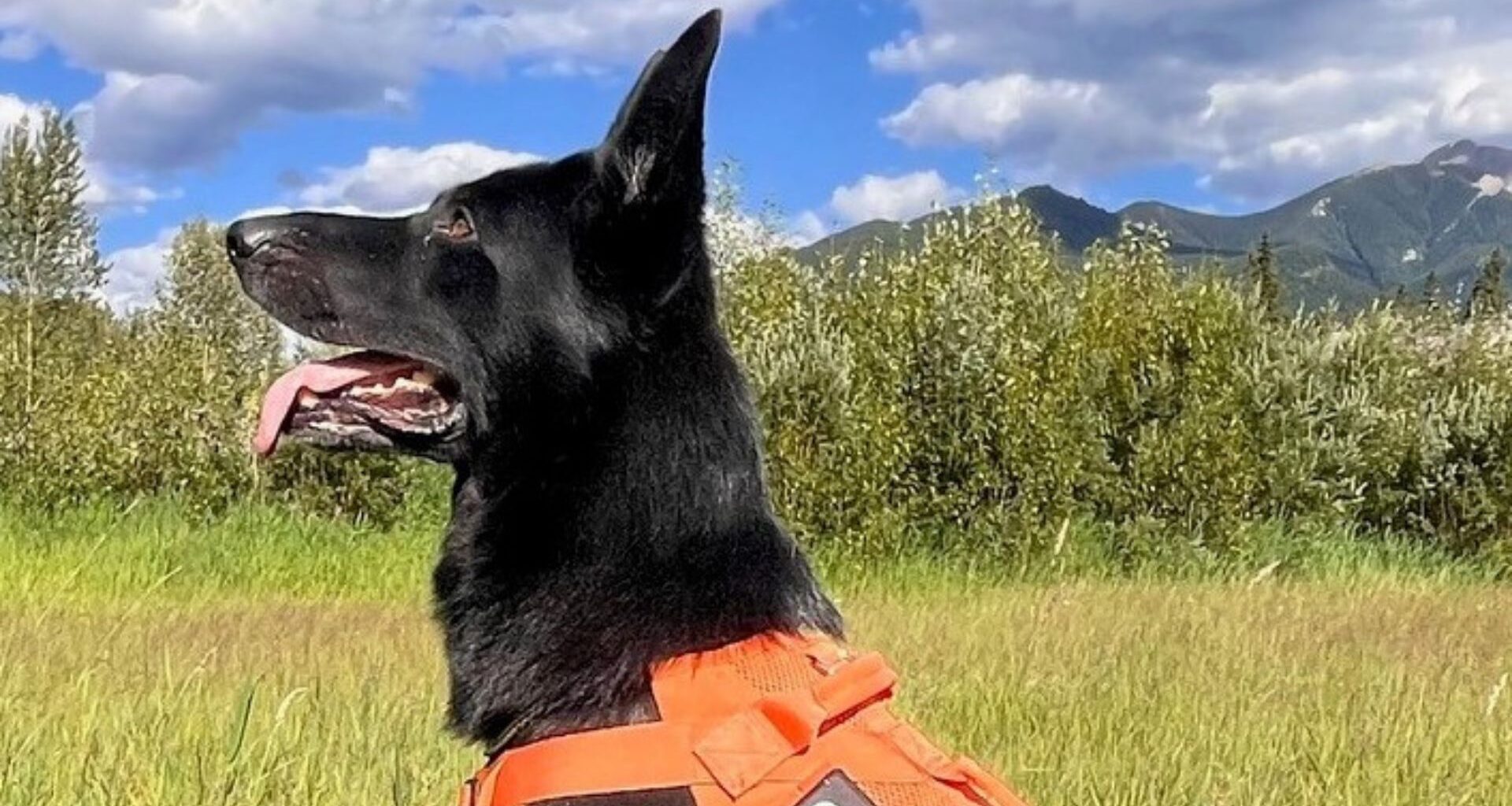 Conservation officers say 'goodbye' to Kilo the invasive mussels detector