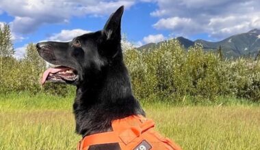 Conservation officers say 'goodbye' to Kilo the invasive mussels detector