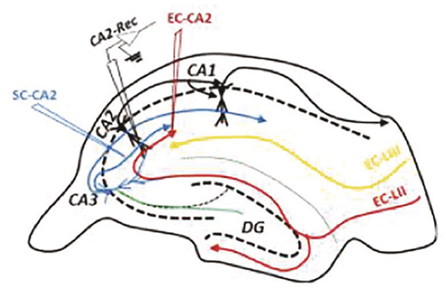 Mouse brain diagram