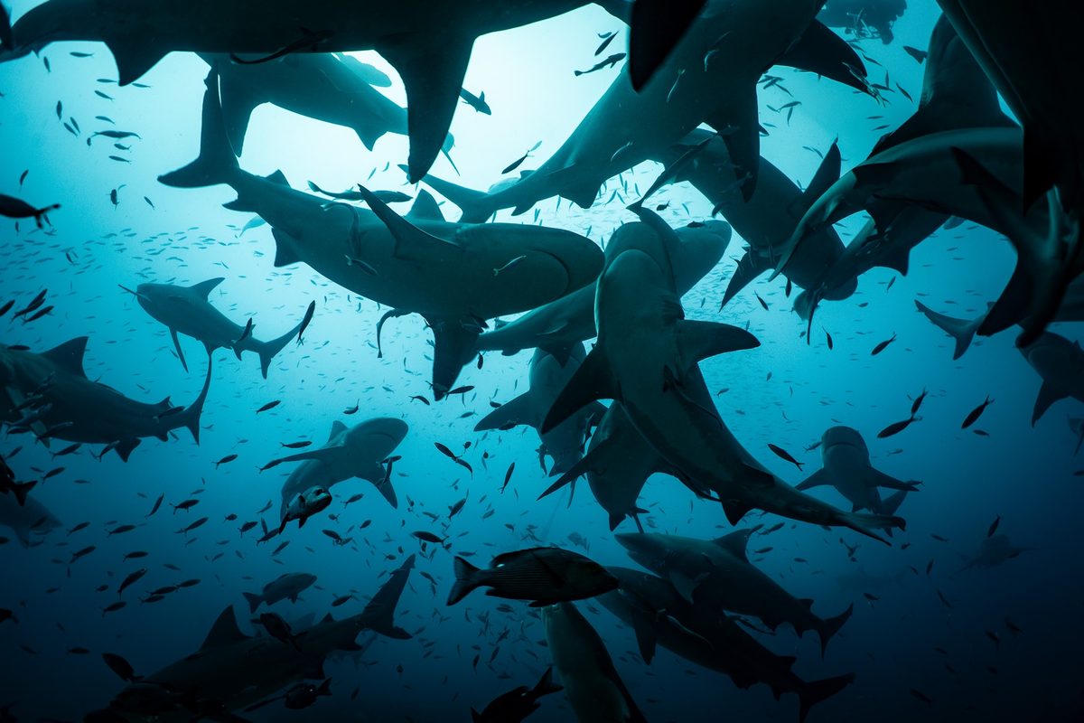 Bull sharks at Shark Reef Marine Reserve