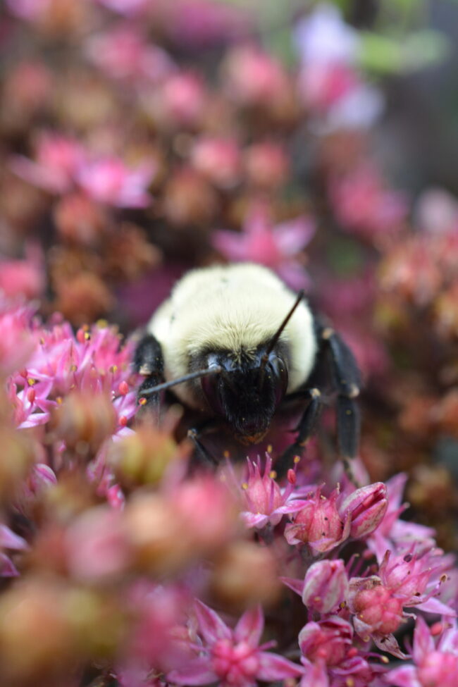 A little insect with whitish fur, and black legs and head, on pink flowers.