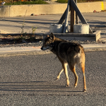 Bunny the coyote, recognizable by her missing tail, crosses the street.