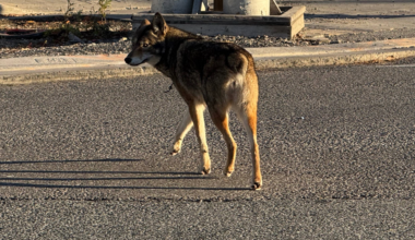 Bunny the coyote is a warning about feeding wildlife – City of Mississauga