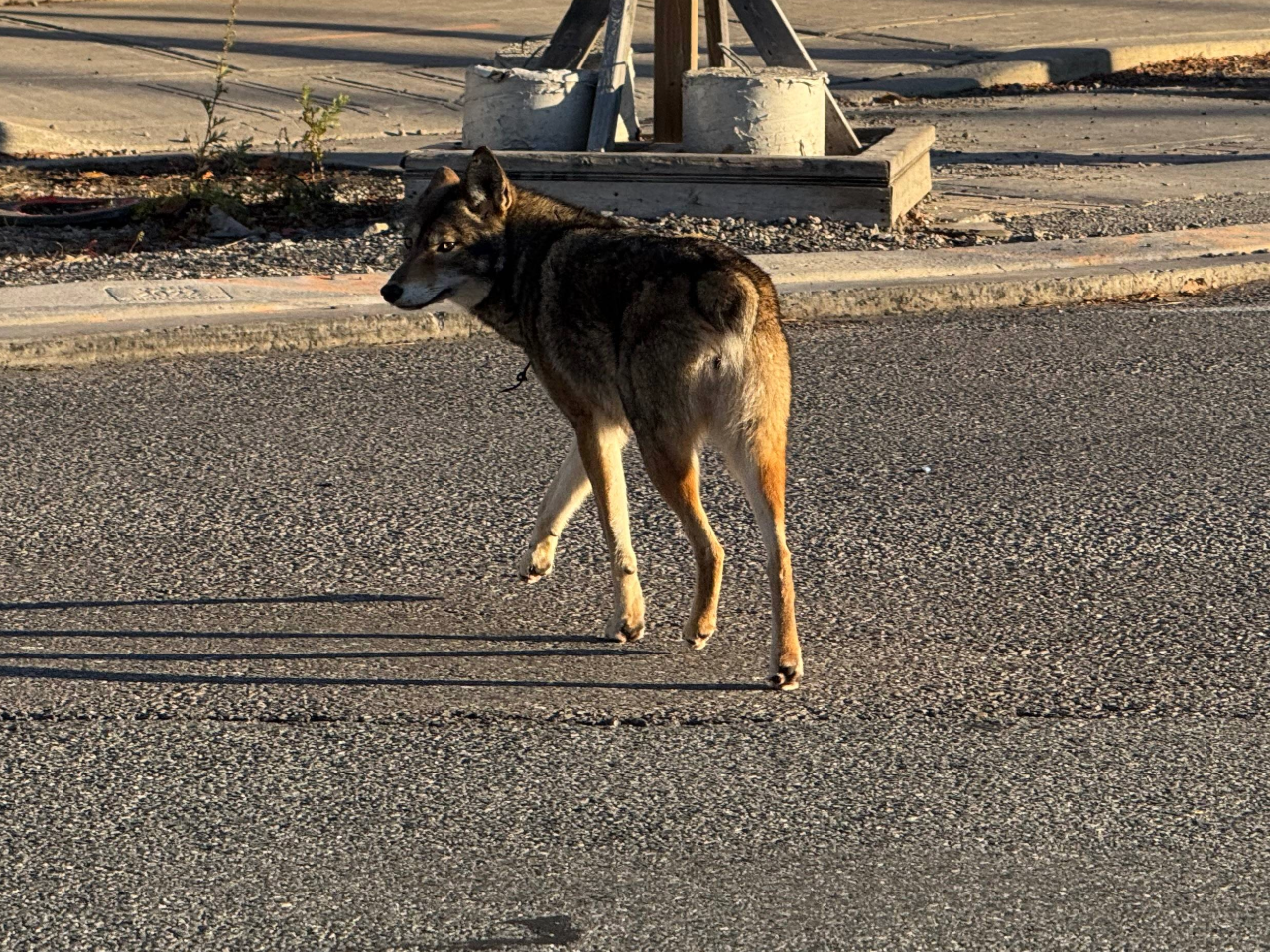 Bunny the coyote is a warning about feeding wildlife – City of Mississauga