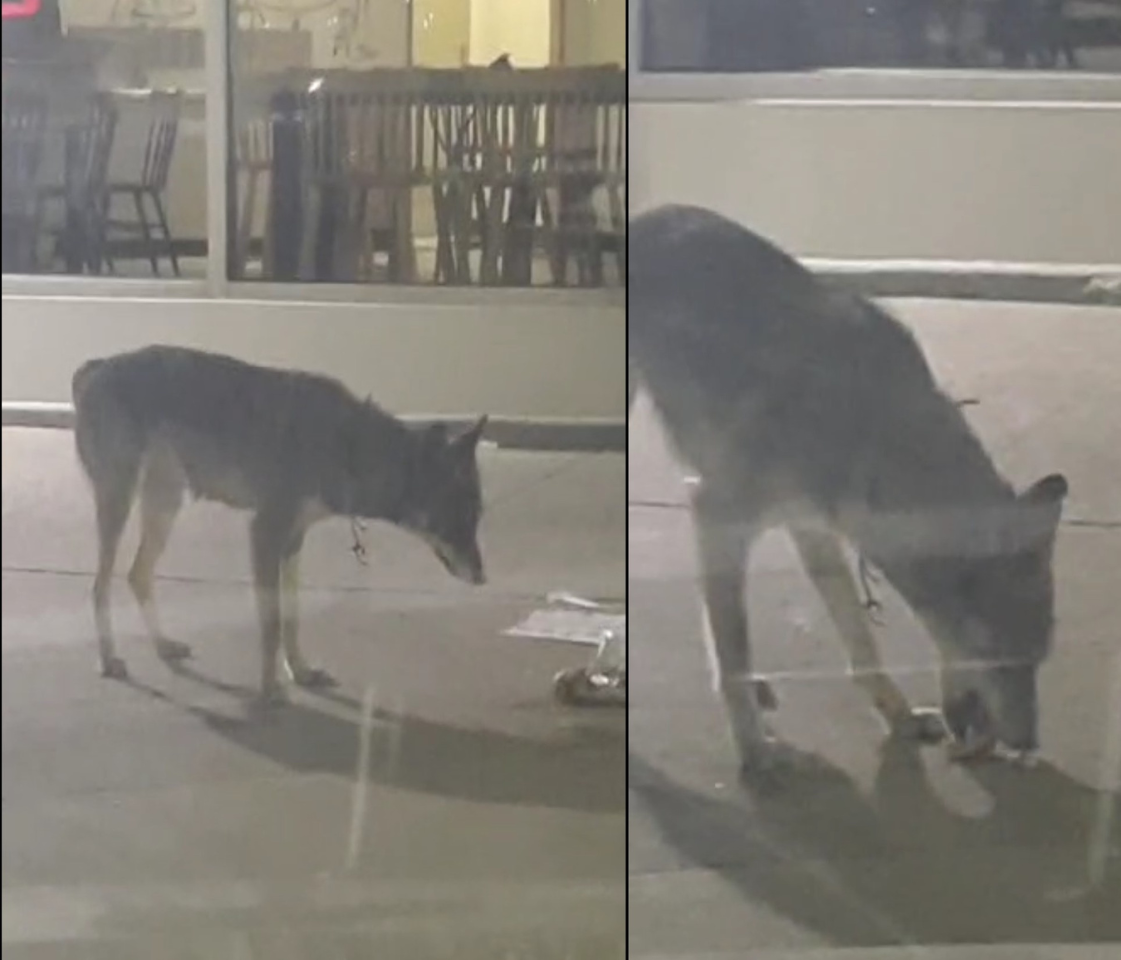 Two side-by-side images of Bunny the coyote eating discarded food off the floor at a plaza.