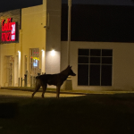 Bunny the coyote photographed at night in a plaza.