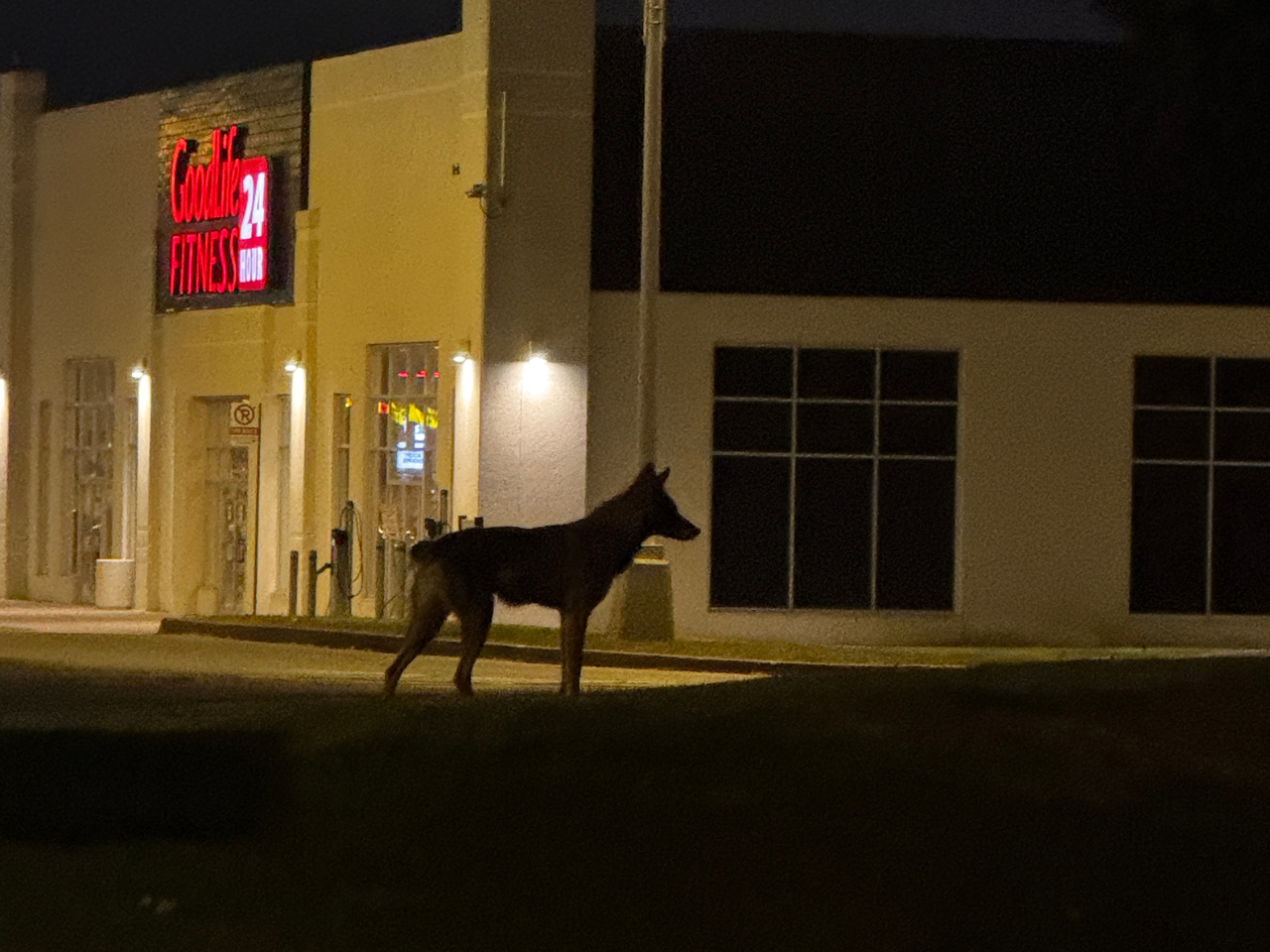 Bunny the coyote photographed at night in a plaza.