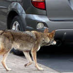 Bunny the coyote pictured walking behind a car.