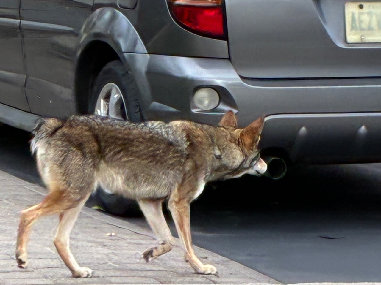 Bunny the coyote pictured walking behind a car.