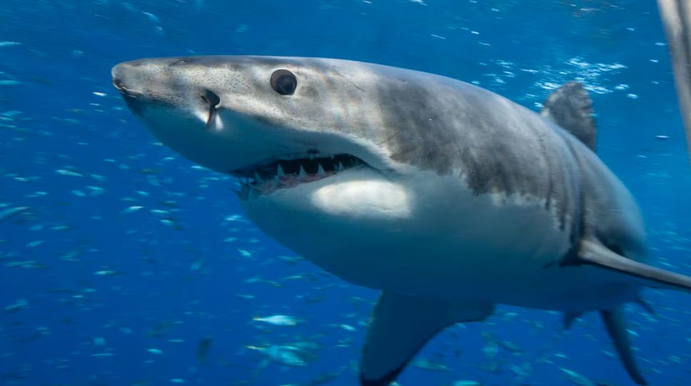 Researchers 'ping' great white shark near Vancouver Island