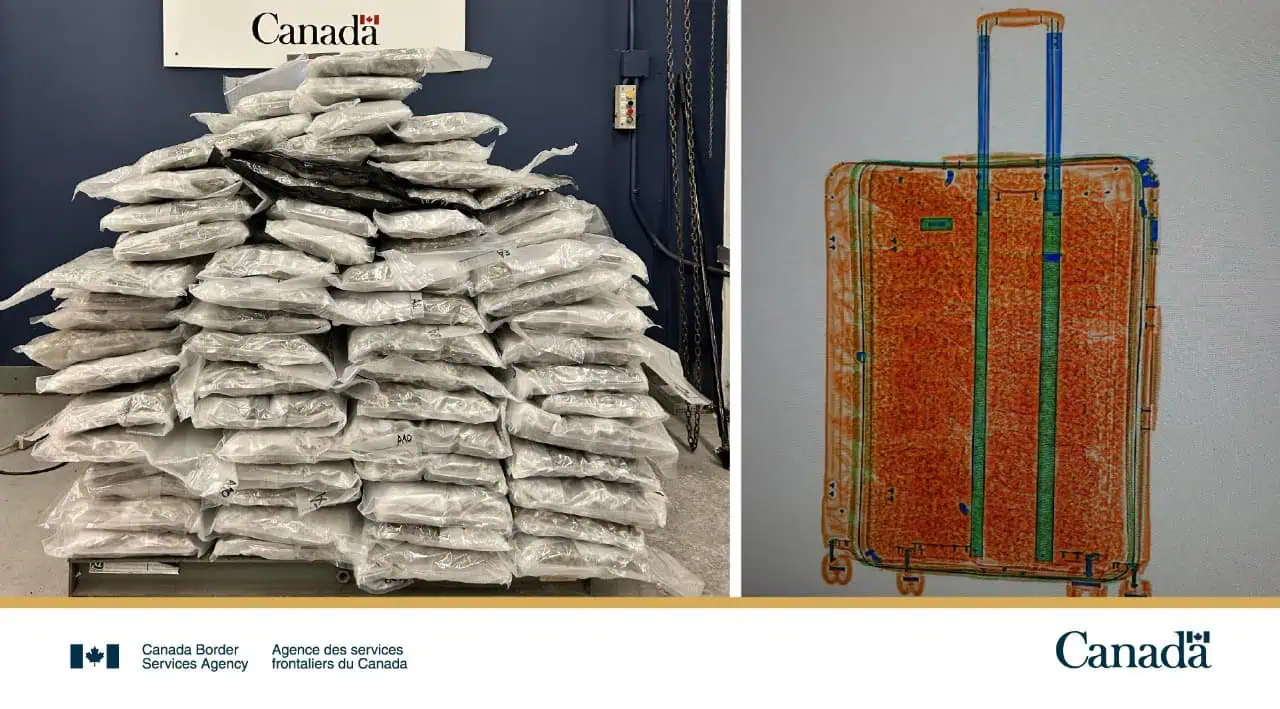 huge seizures of cannabis at toronto pearson airport mississauga.