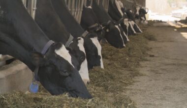 Canadians’ Easter meal to cost more this year as beef prices keep climbing - National