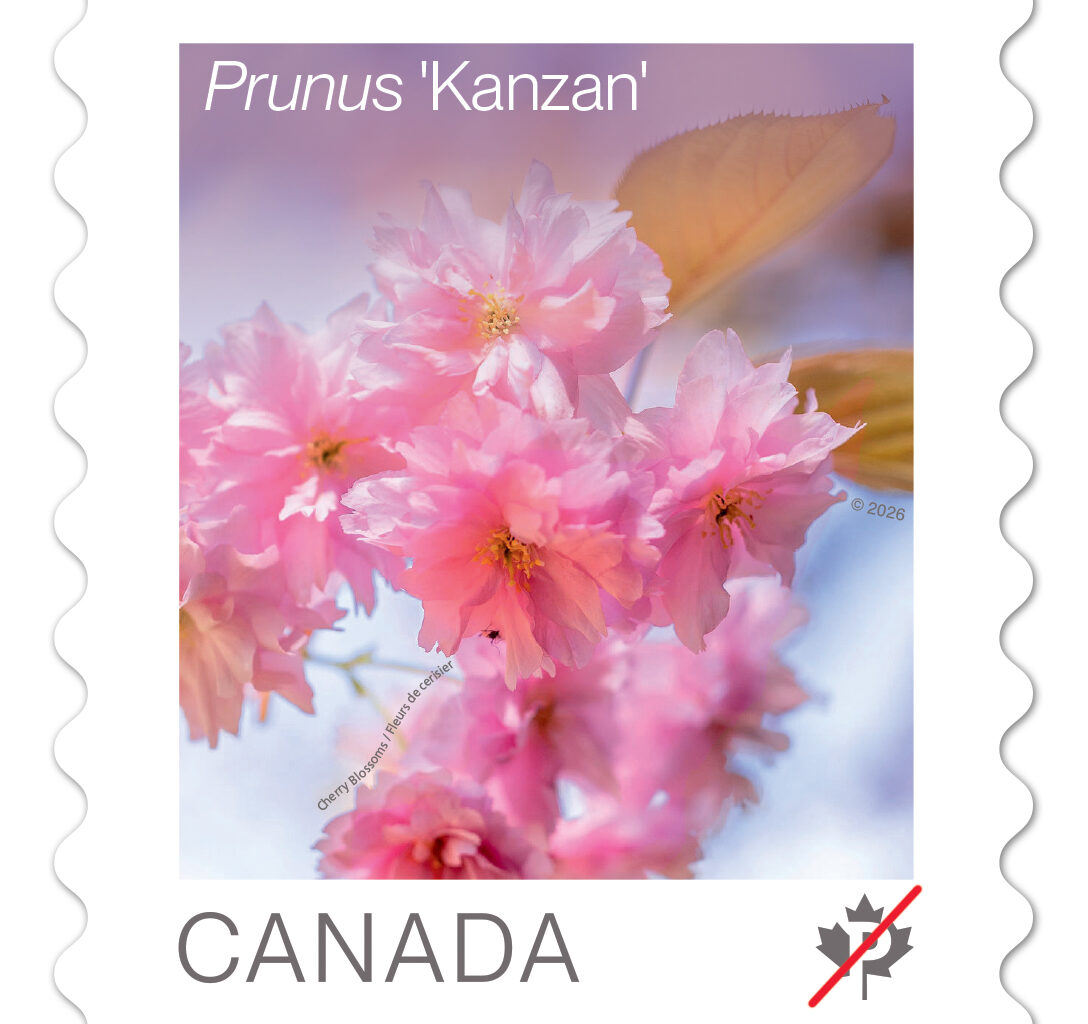 Canada Post Releases Annual Flower Stamp Featuring Ornamental Cherry Trees