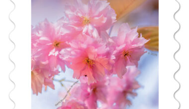 Canada Post Releases Annual Flower Stamp Featuring Ornamental Cherry Trees