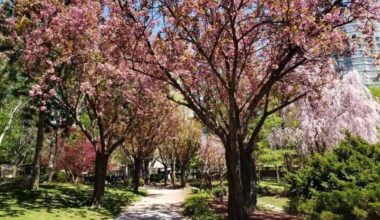 almost cherry blossom season in mississauga and southern ontario.