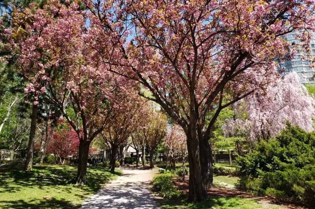 almost cherry blossom season in mississauga and southern ontario.