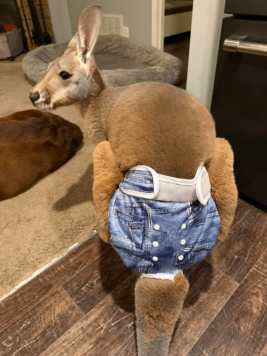 A pants-wearing kangaroo escaped from a petting zoo in Wisconsin, and police are asking the public for help finding the missing marsupial