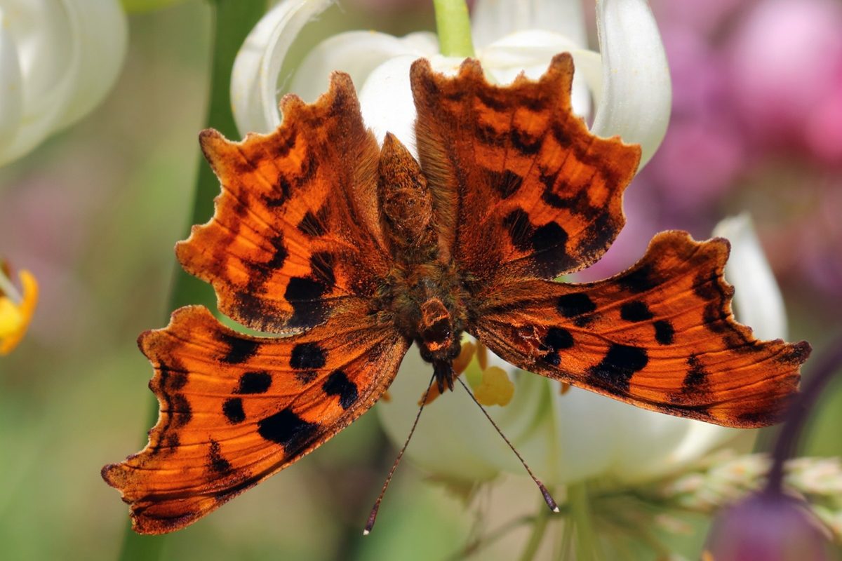 Comma butterfly