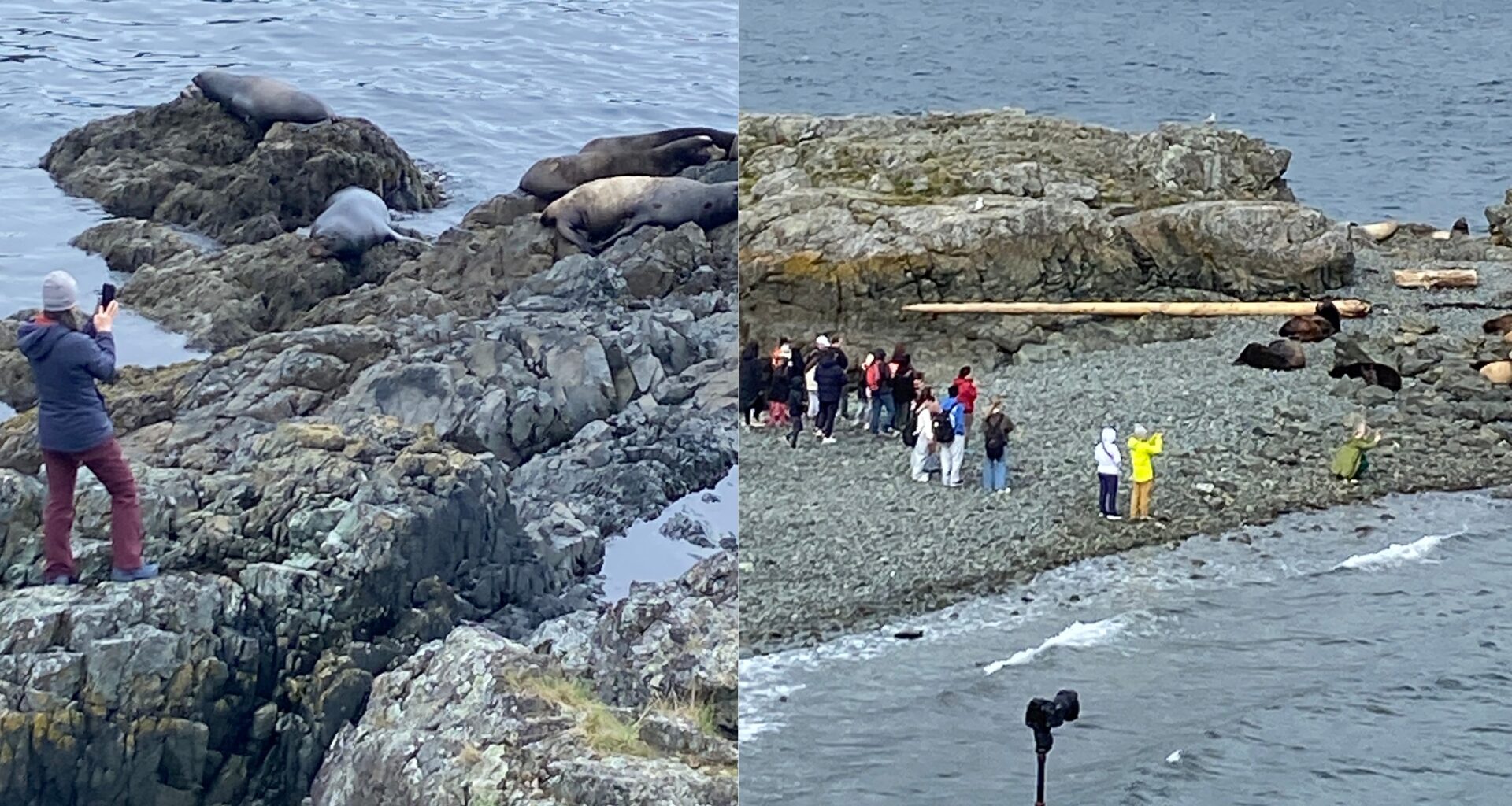 Crowds flocking to sea lions at Nanaimo's Neck Point Park prompts warning from city
