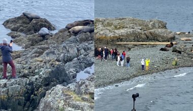 Crowds flocking to sea lions at Nanaimo's Neck Point Park prompts warning from city