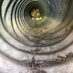 Coyote den inside a park culvert.
