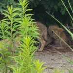 Coyote pups behind green plants.
