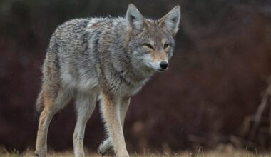 Spring brings surge in coyote sightings across Calgary