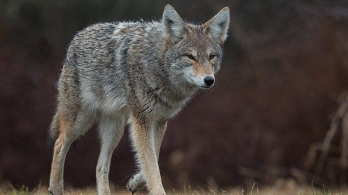 Spring brings surge in coyote sightings across Calgary