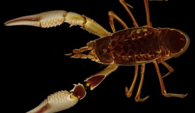 Crawfish micro-CT