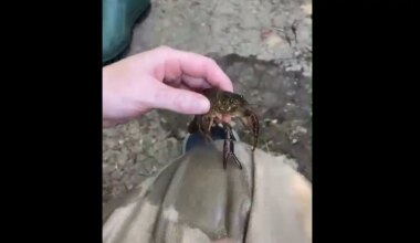 invasive species in credit river in mississauga.