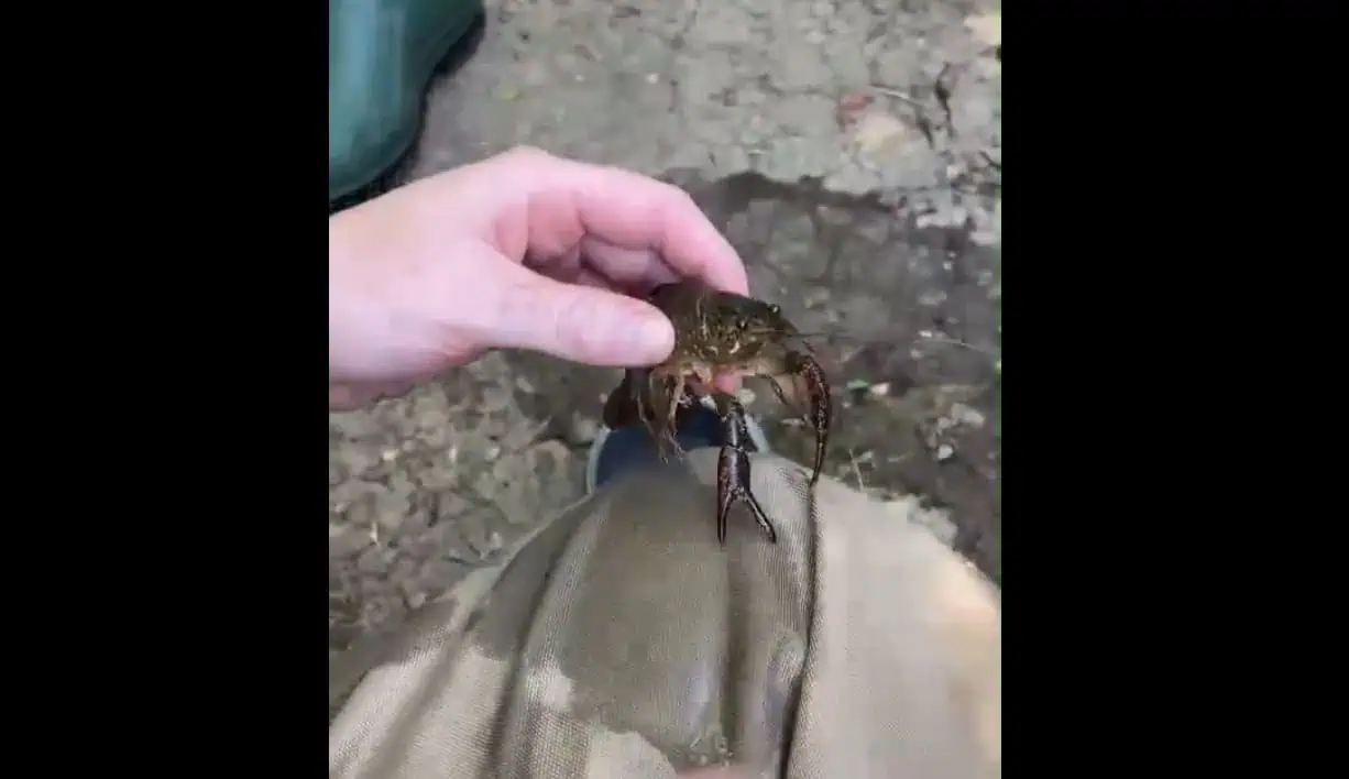 invasive species in credit river in mississauga.