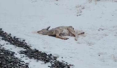 ‘Dead Deer Like Never Before.’ More Than 100 Deer Found Dead After Corn Spill On Railway in Northern Minnesota