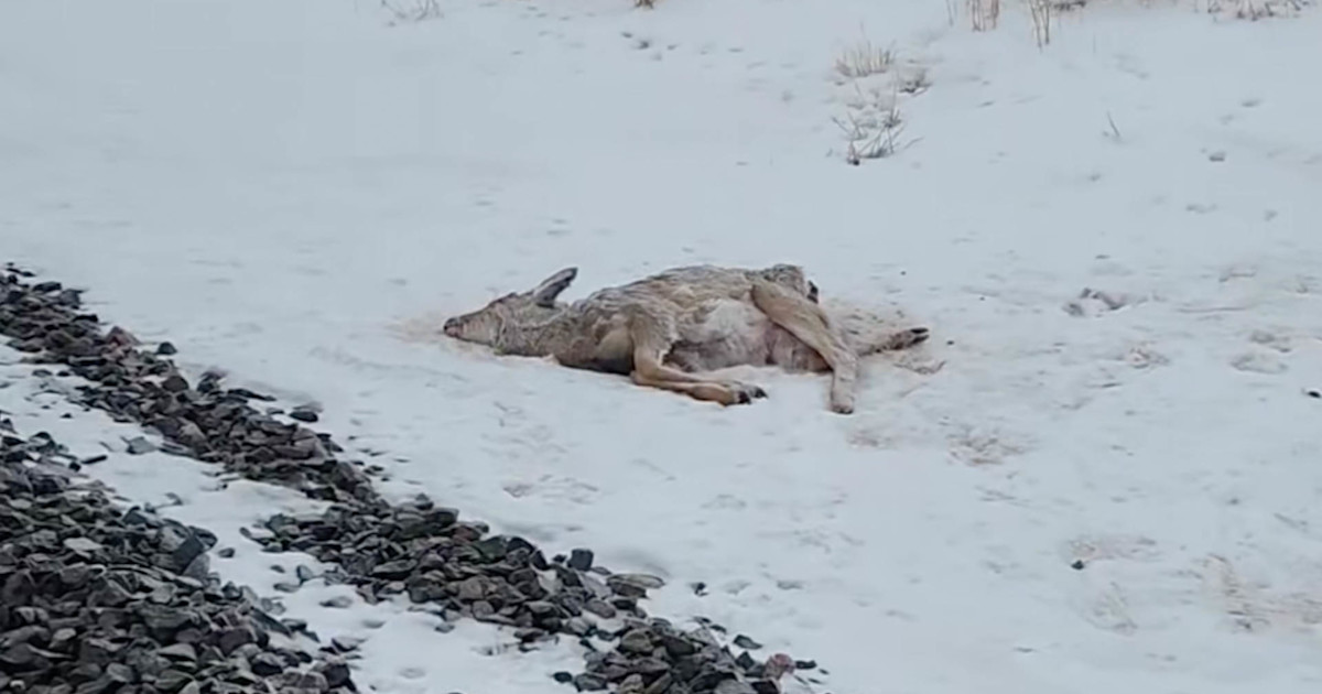 ‘Dead Deer Like Never Before.’ More Than 100 Deer Found Dead After Corn Spill On Railway in Northern Minnesota