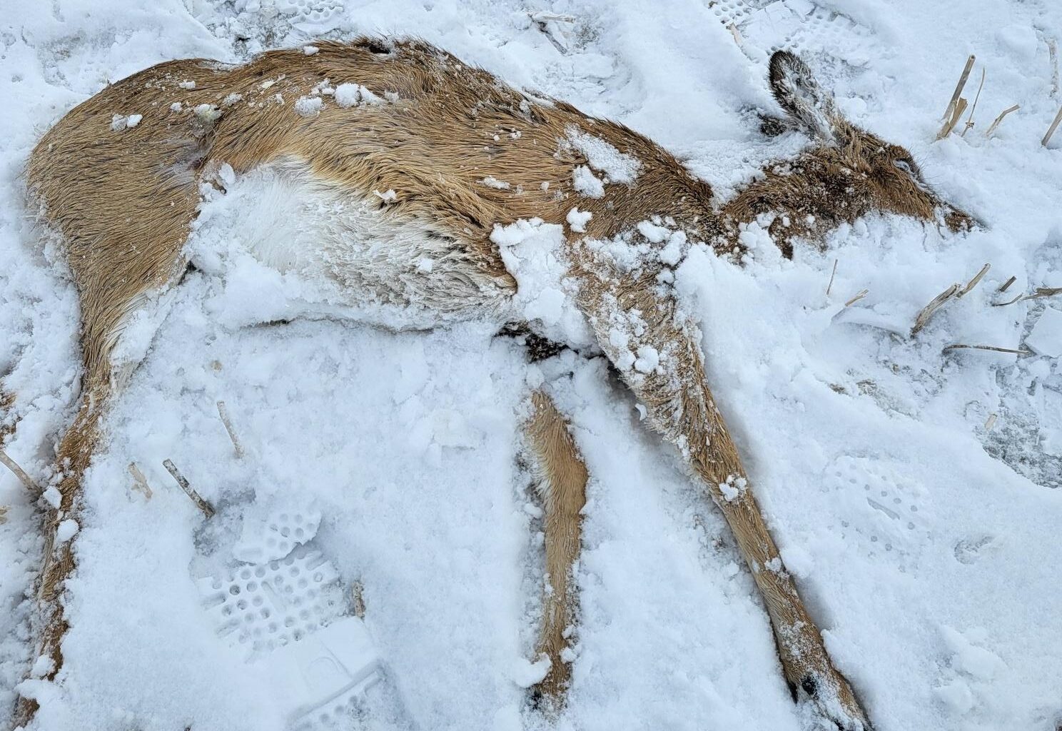 Conservation officers on the lookout after deer intentionally ran over near Maryfield - SwiftCurrentOnline.com